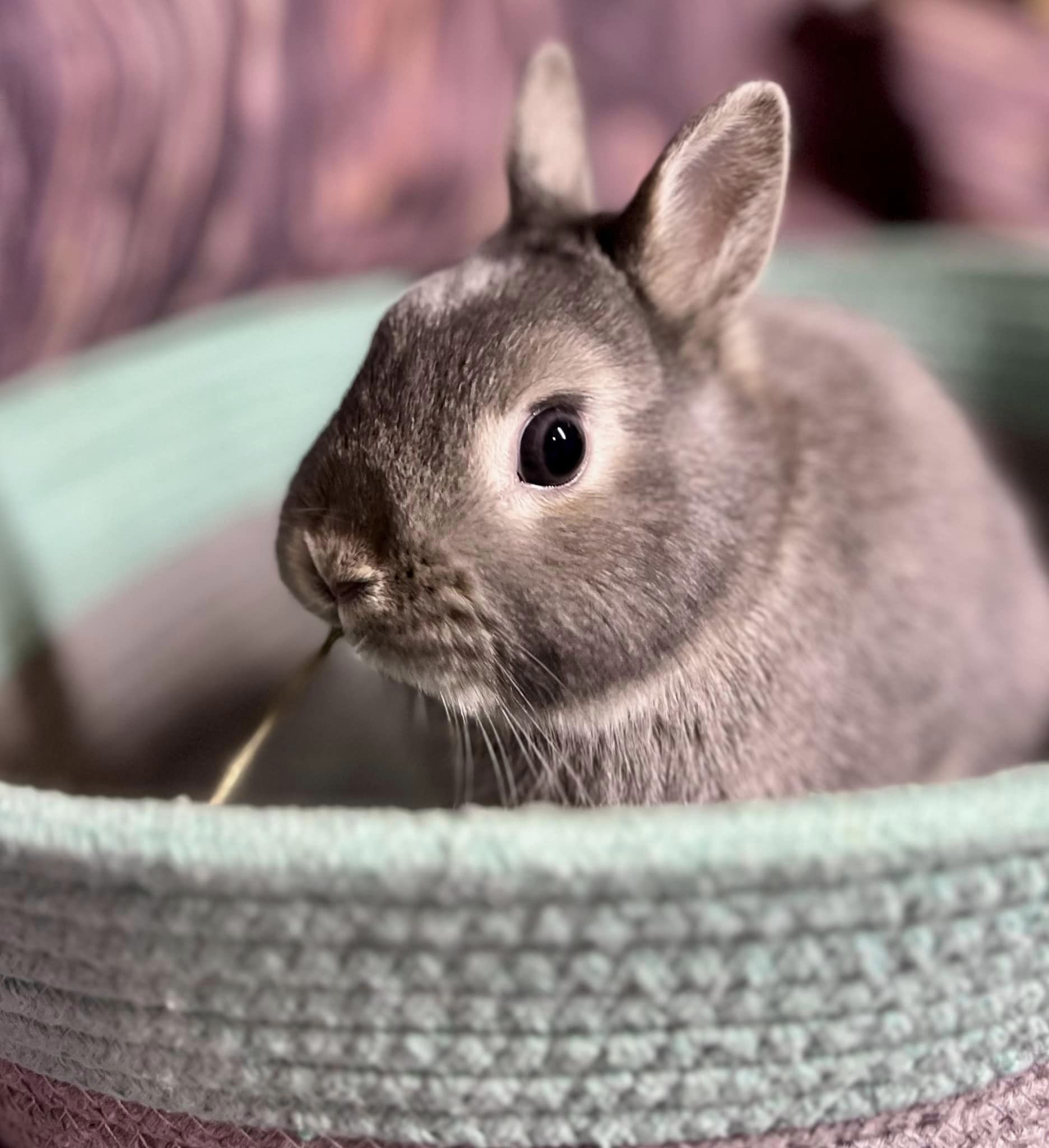 Thumper, a Adopted Dwarf in Rixeyville, VA image 4/4