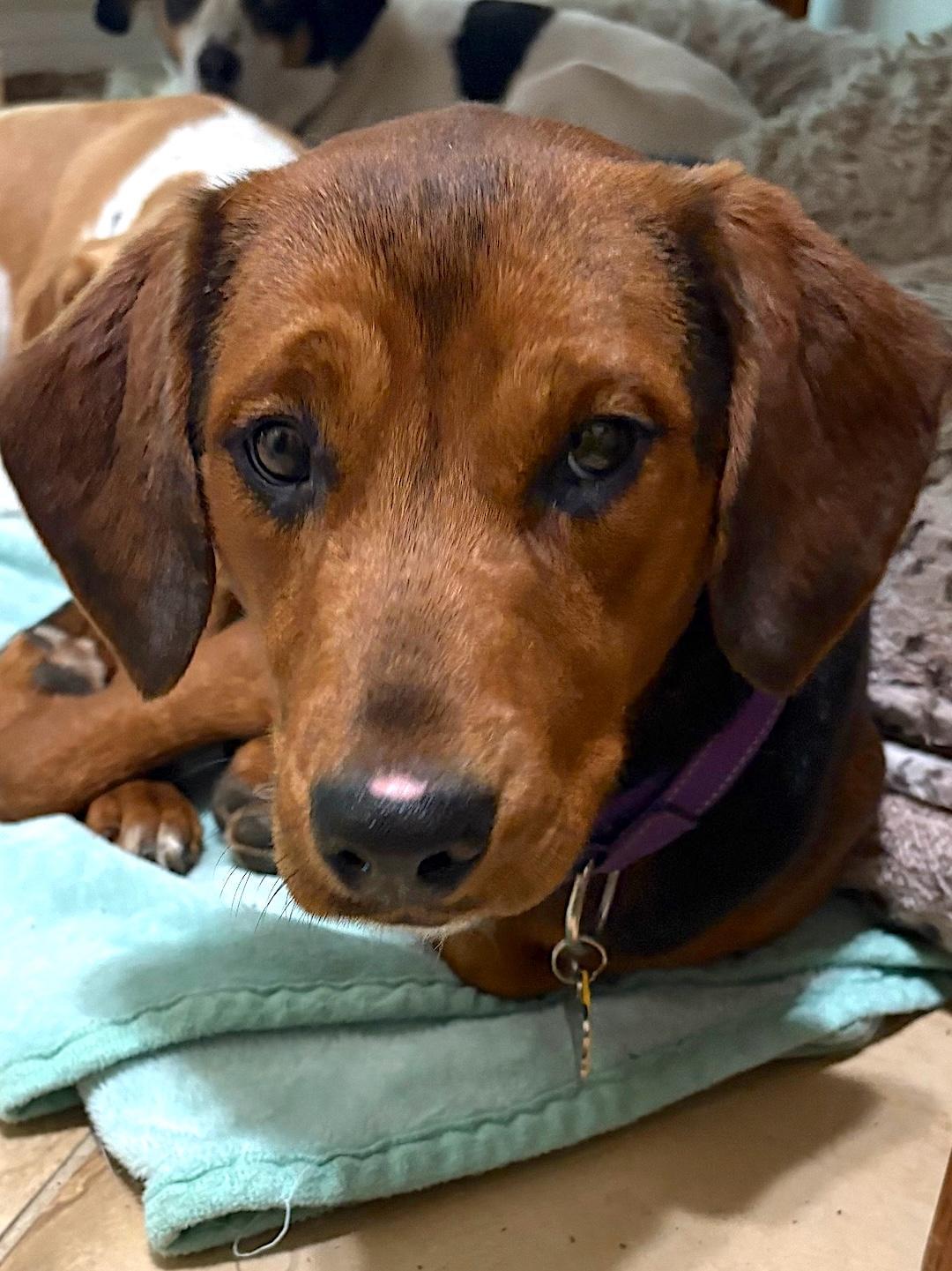 Enlarge Candy, a ADOPTABLE mixed breed in Tomball, TX image 2/4