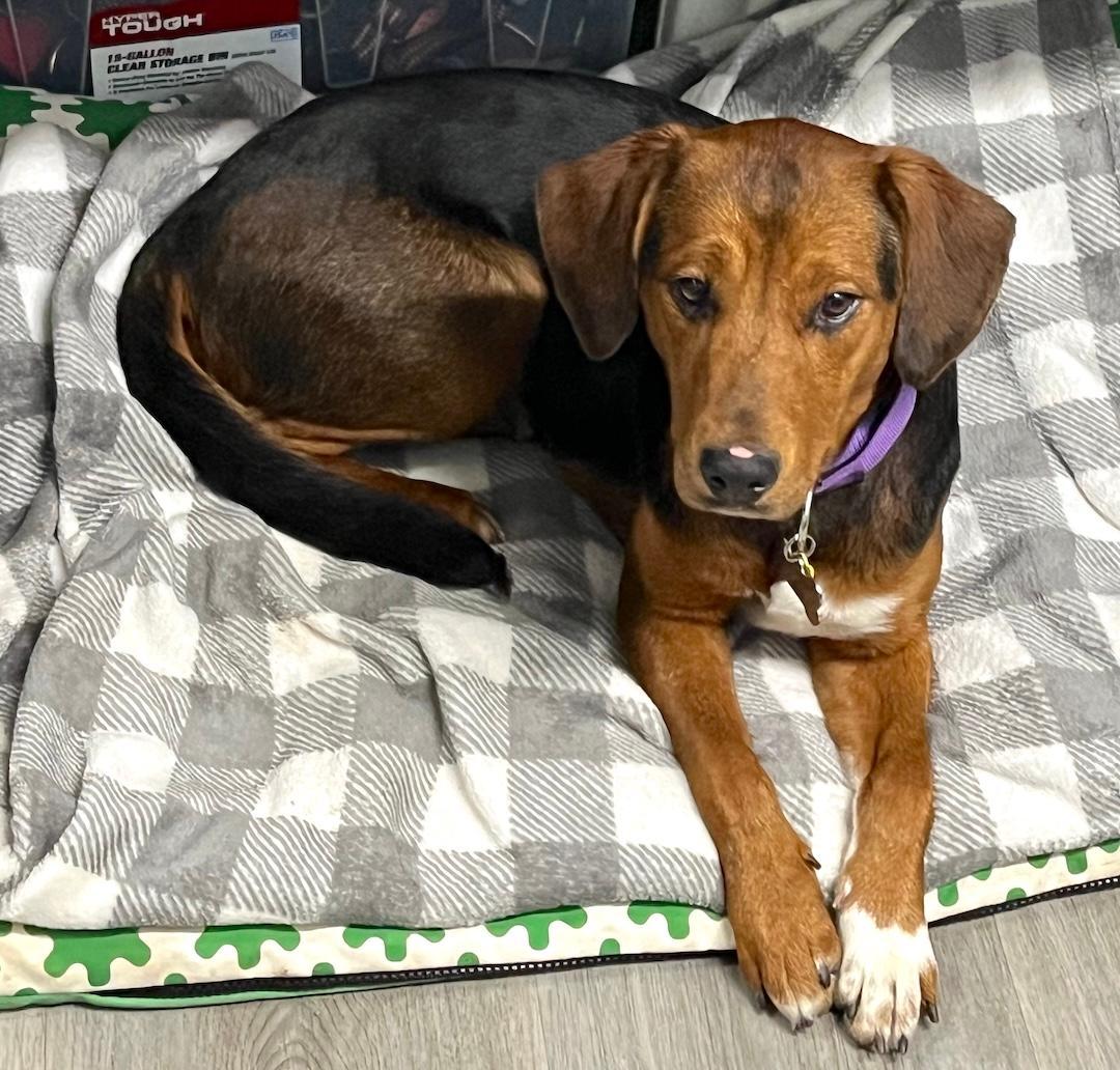 Candy, ADOPTABLE, Young Female Beagle.