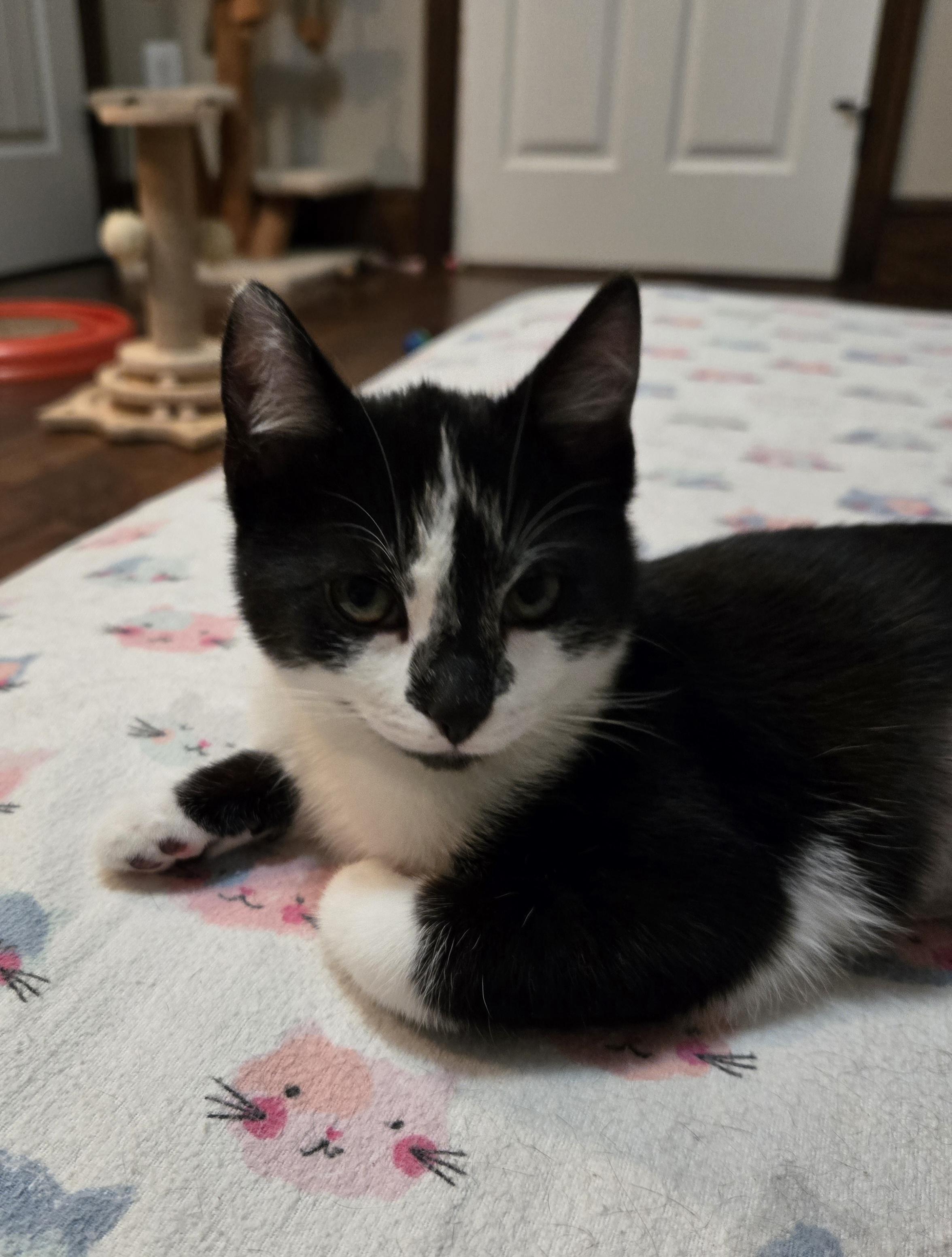 Hot Rod Kittens: Viper, ADOPTABLE, Kitten Female Domestic Short Hair.