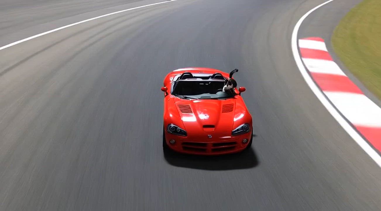 Enlarge Hot Rod Kittens: Viper, an adopted Domestic Short Hair in Leesburg, VA video 2/2