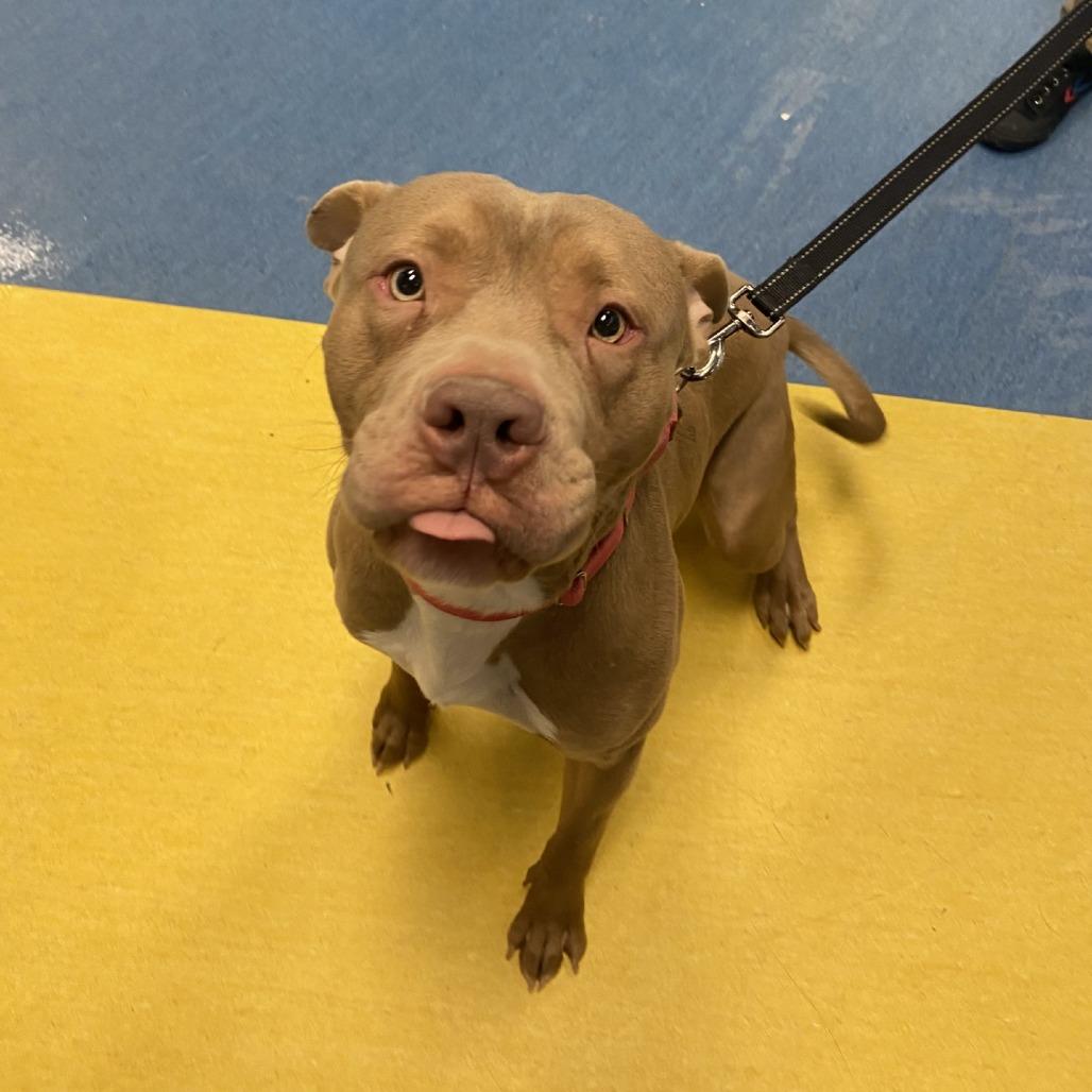 Cloudy, Adoptable, Adult Male Mixed Breed.