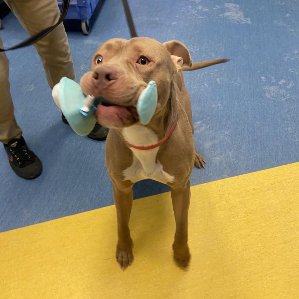 Enlarge Cloudy, a Adoptable Mixed Breed in Pittsburgh, PA image 2/6