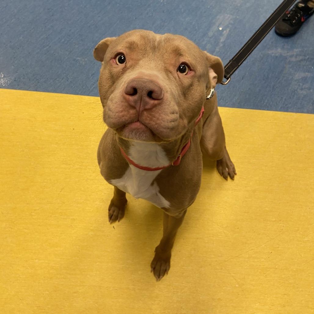 Enlarge Cloudy, a Adoptable Mixed Breed in Pittsburgh, PA image 3/6
