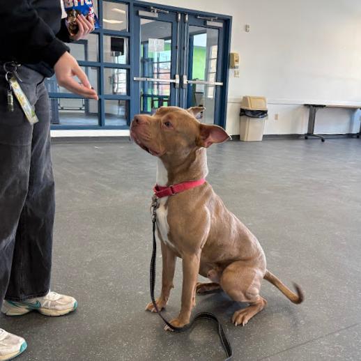 Enlarge Cloudy, a Adoptable Mixed Breed in Pittsburgh, PA image 4/6