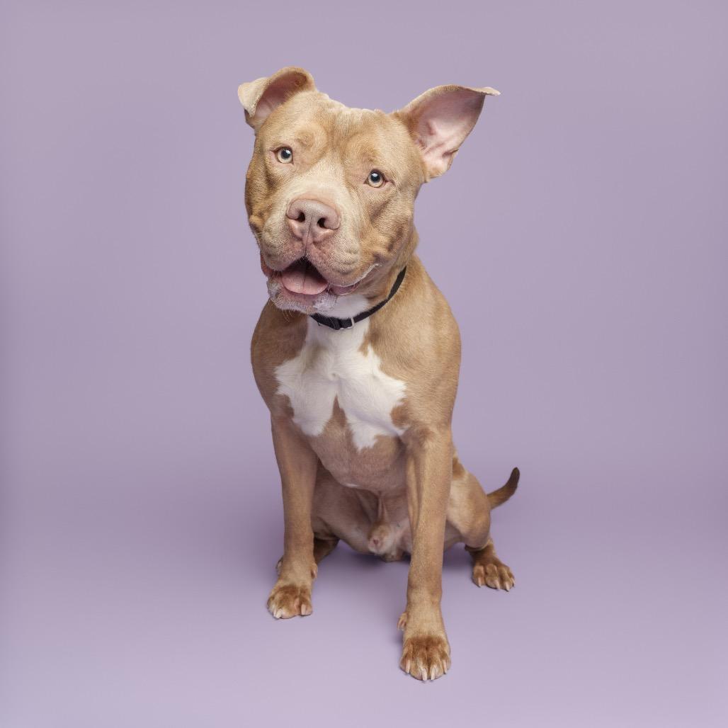 Enlarge Cloudy, a Adoptable Mixed Breed in Pittsburgh, PA image 5/6