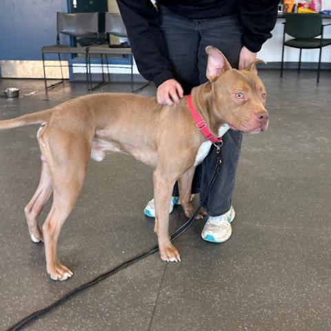 Enlarge Cloudy, a Adoptable Mixed Breed in Pittsburgh, PA image 6/6