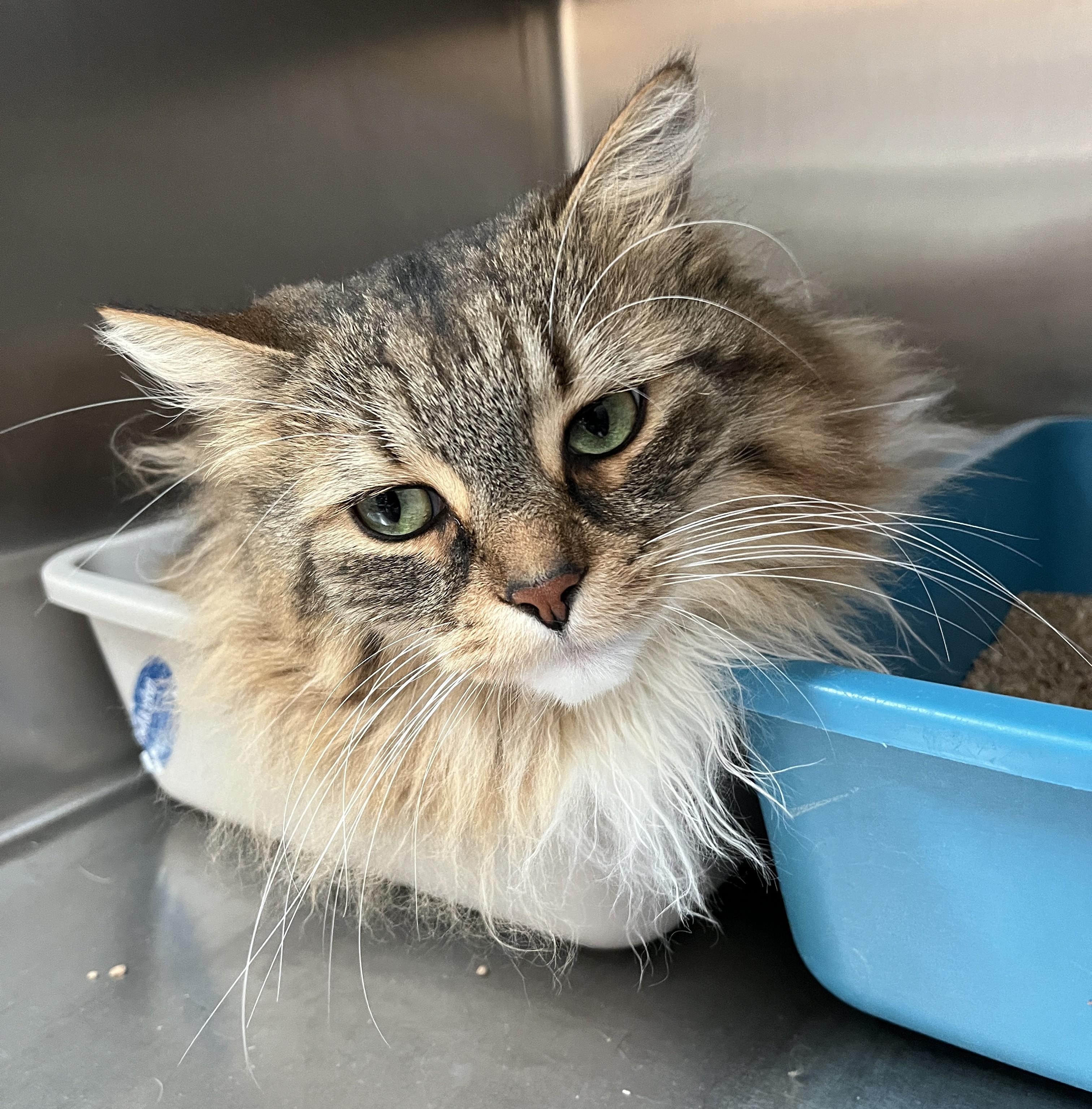 Enlarge XAVIER (CR/SC), a Adoptable mixed breed in Sainte-Angele-de-Monnoir, QC image 2/6