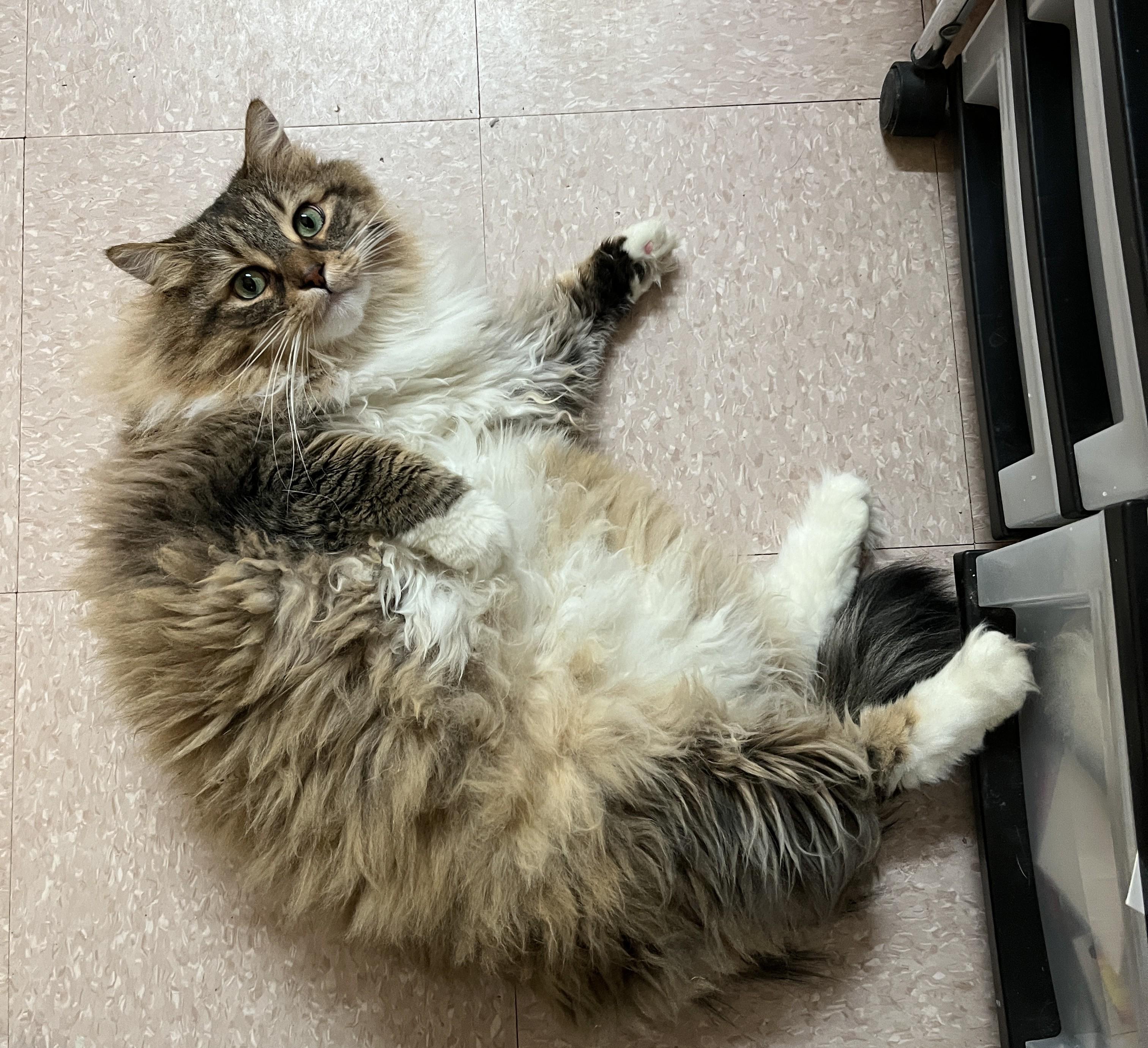 Enlarge XAVIER (CR/SC), a Adoptable mixed breed in Sainte-Angele-de-Monnoir, QC image 3/6