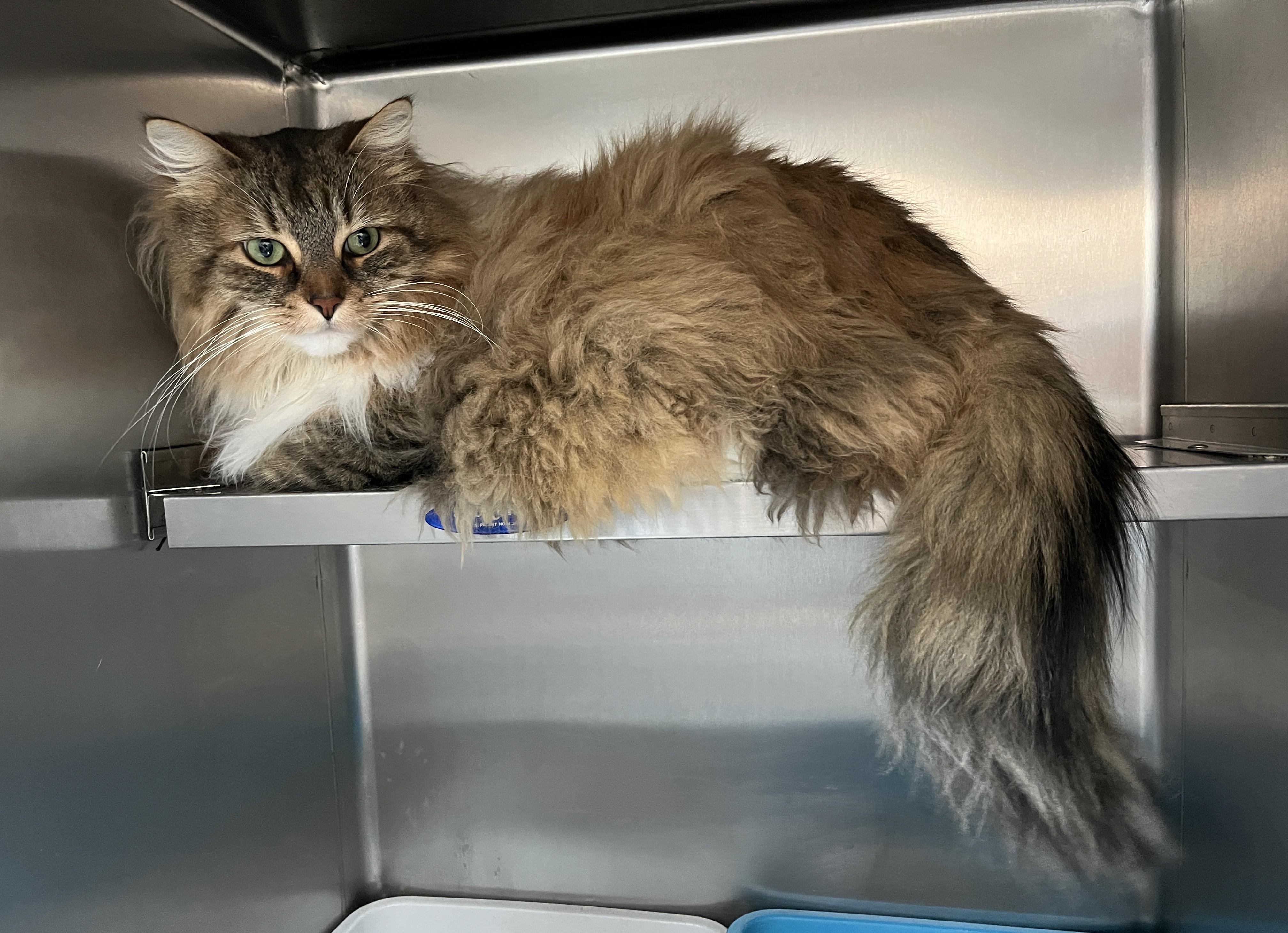 Enlarge XAVIER (CR/SC), a Adoptable mixed breed in Sainte-Angele-de-Monnoir, QC image 6/6