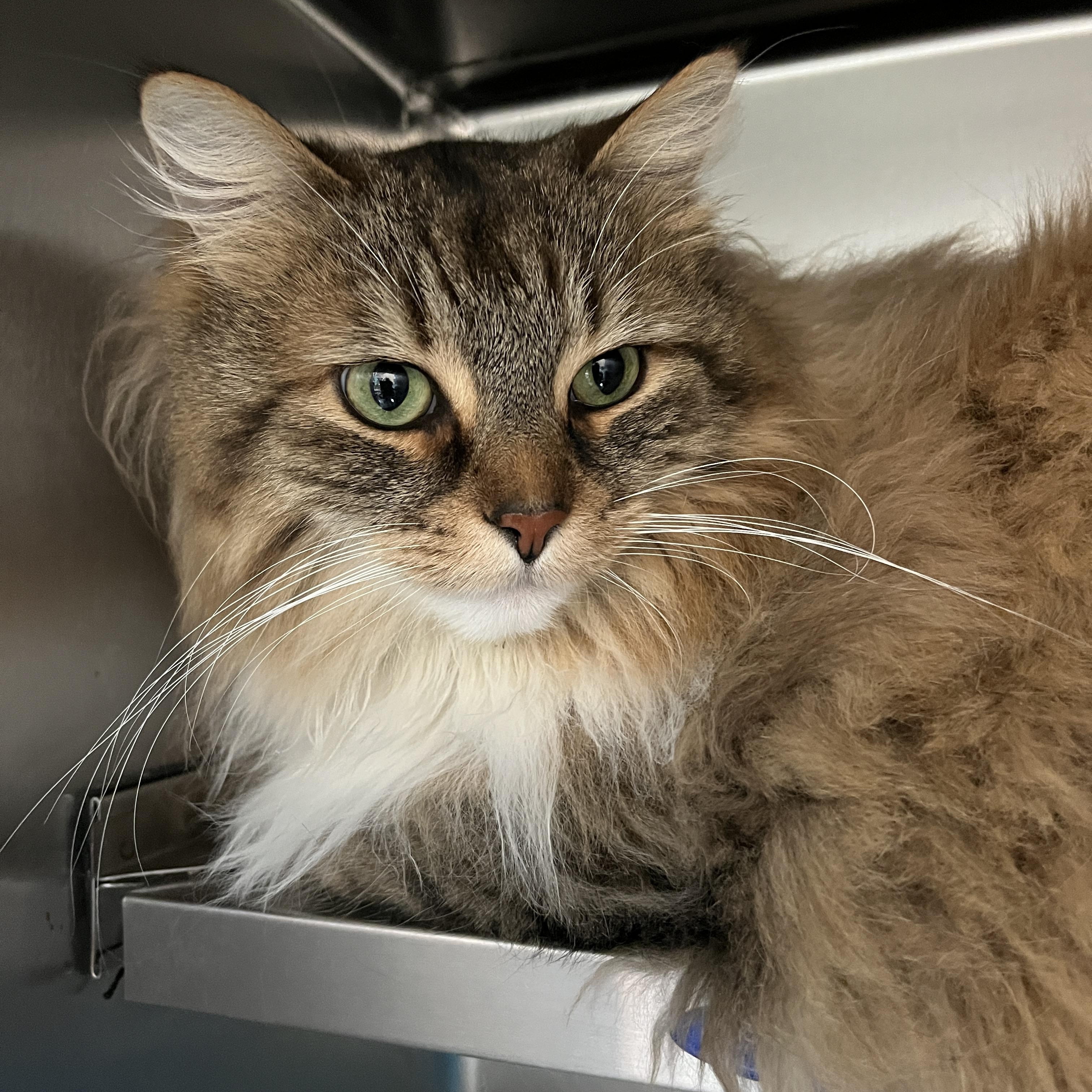 Enlarge XAVIER (CR/SC), a Adoptable mixed breed in Sainte-Angele-de-Monnoir, QC image 1/6