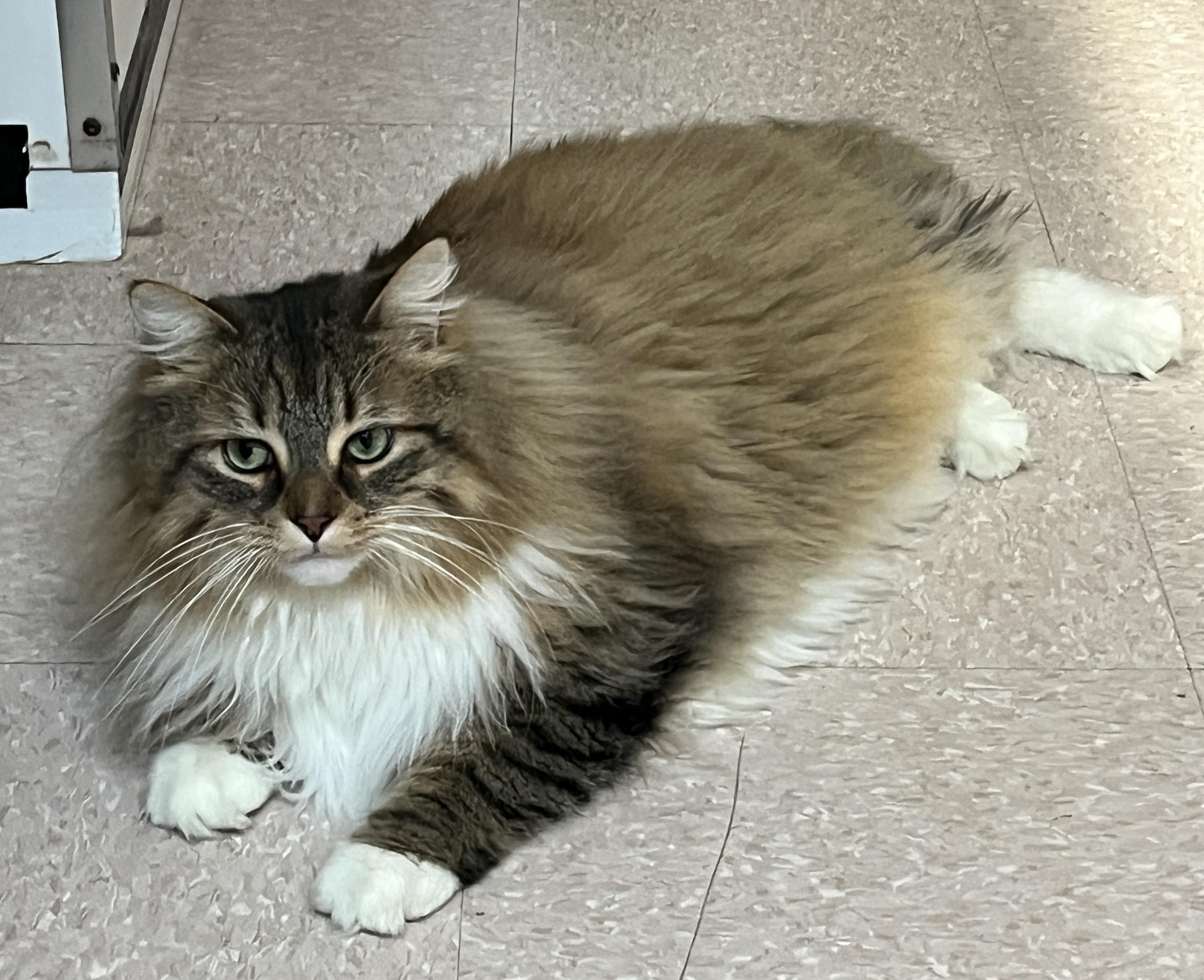 Enlarge XAVIER (CR/SC), a Adoptable mixed breed in Sainte-Angele-de-Monnoir, QC image 4/6