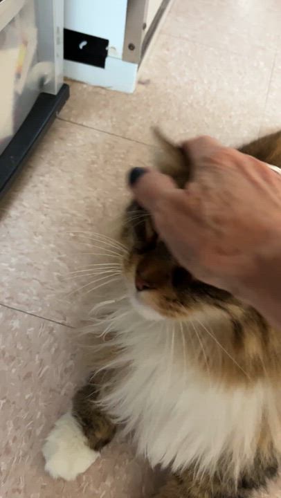 Enlarge XAVIER (CR/SC), a Adoptable mixed breed in Sainte-Angele-de-Monnoir, QC video 5/6