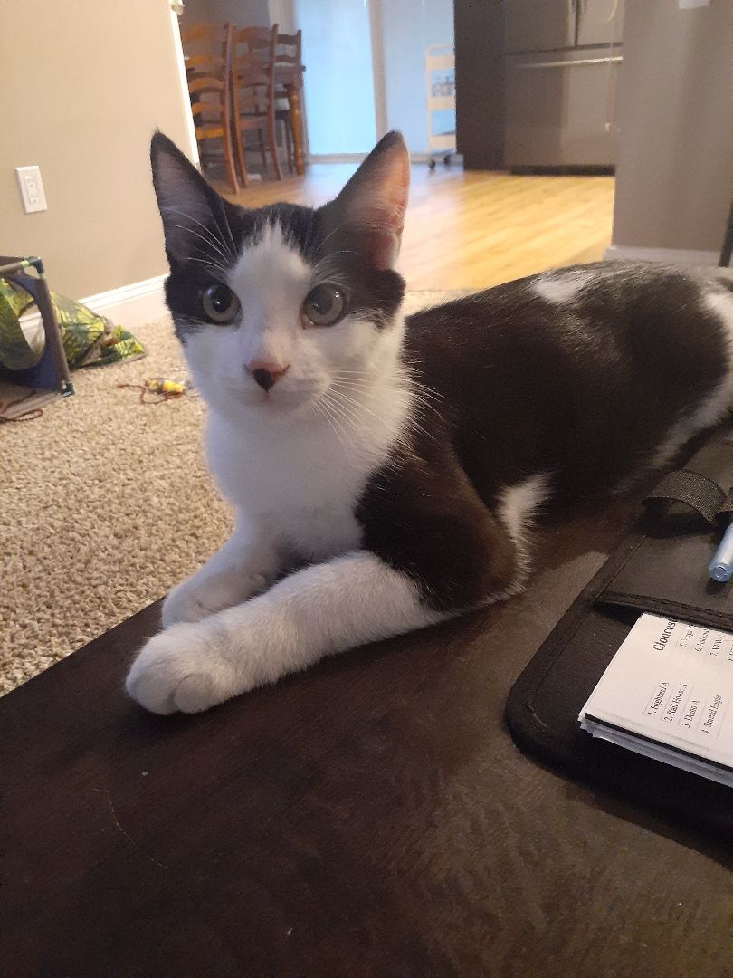 Jack, a Adoptable mixed breed in Voorhees, NJ image 1/2