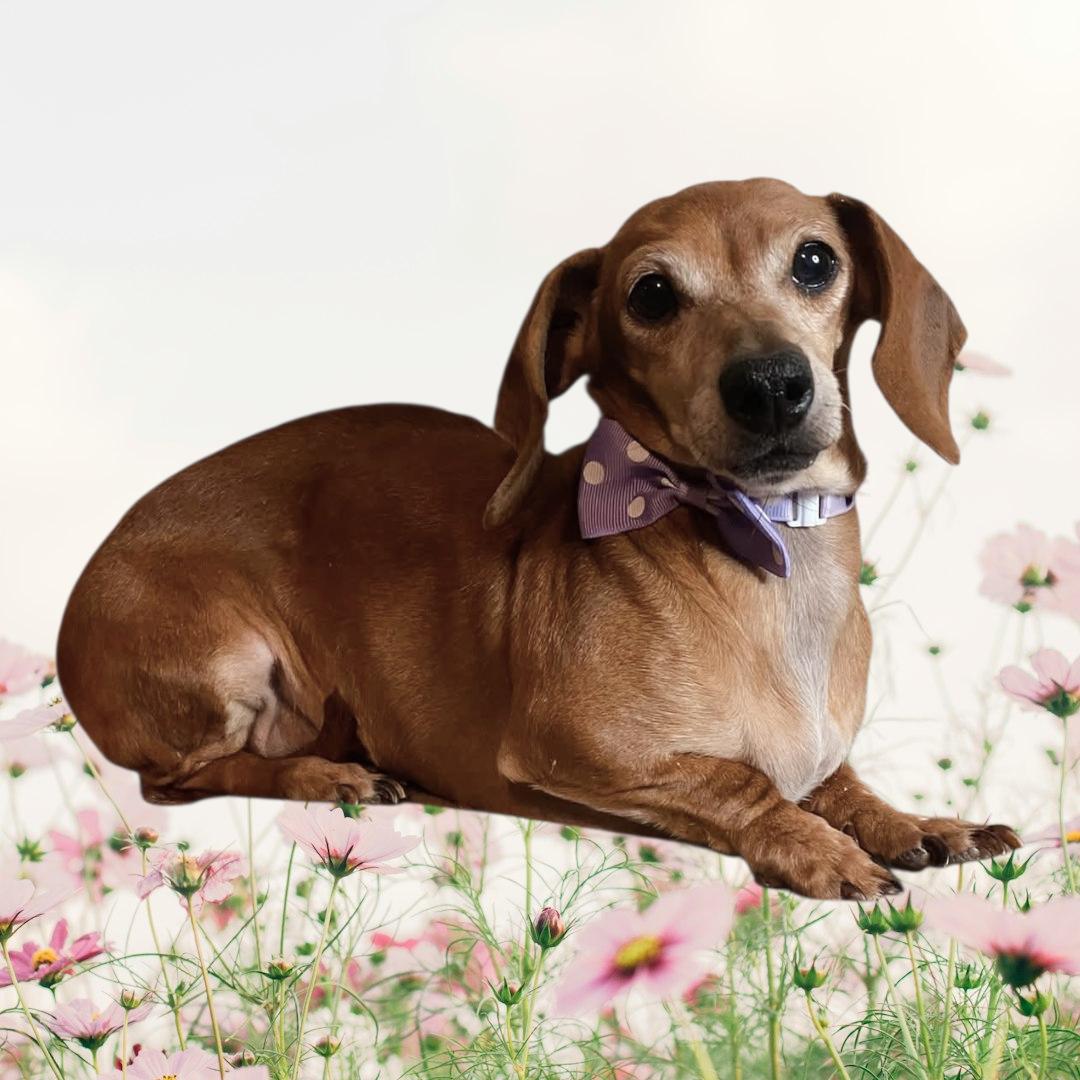 Penny, adopted, Adult Female Dachshund.