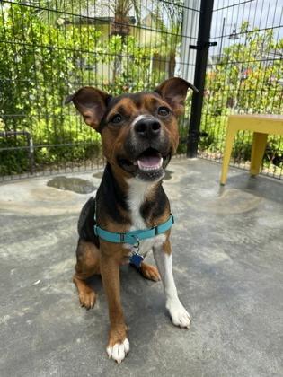 Enlarge Cedar, a Adoptable mixed breed in Honolulu, HI image 1/1