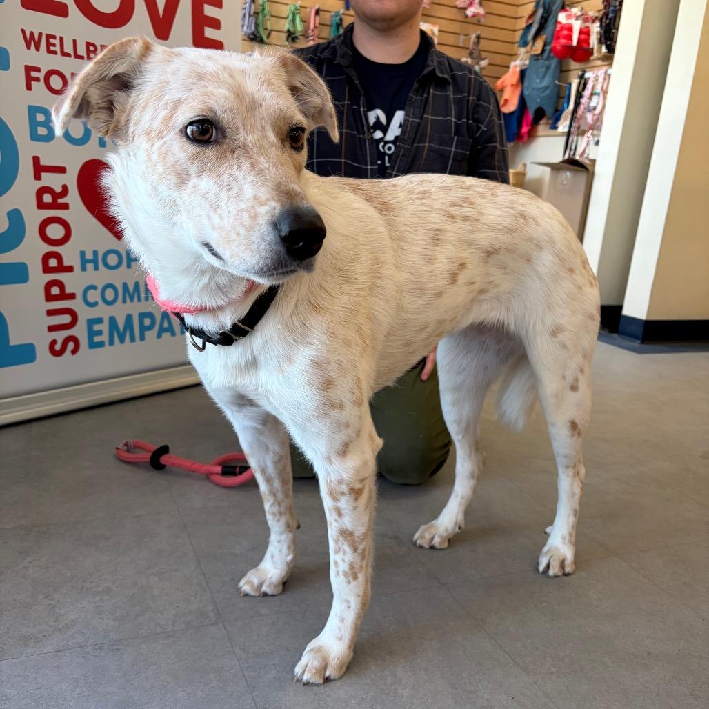 Sunshine, Adoptable, Young Female Cattle Dog & Mixed Breed.