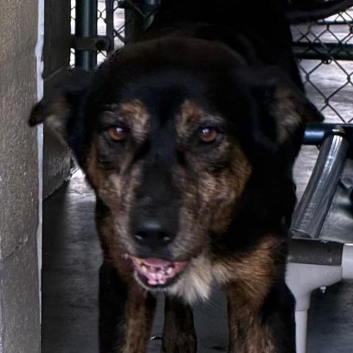 Tweety, Adoptable, Adult Female Shepherd.