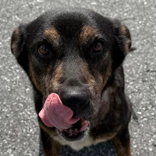 Enlarge Tweety, a Adoptable Shepherd in Bronson, FL image 2/3