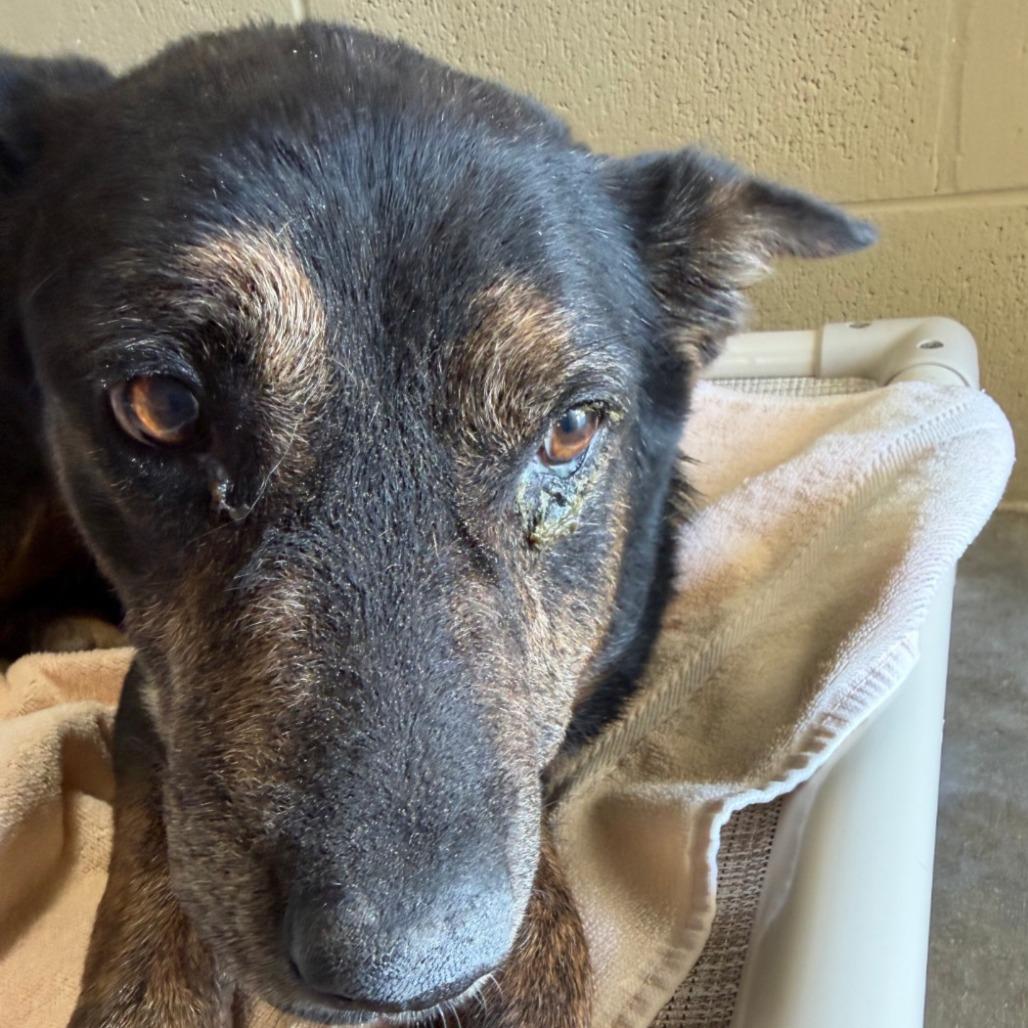 Enlarge Tweety, a Adoptable Shepherd in Bronson, FL image 3/3