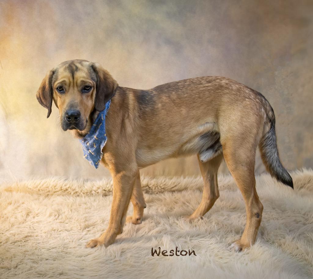 Weston, Adoptable, Young Male Hound.