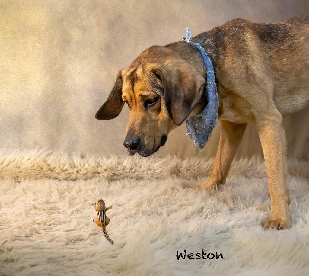 Enlarge Weston, a Adoptable mixed breed in Hot Springs Village, AR image 2/4
