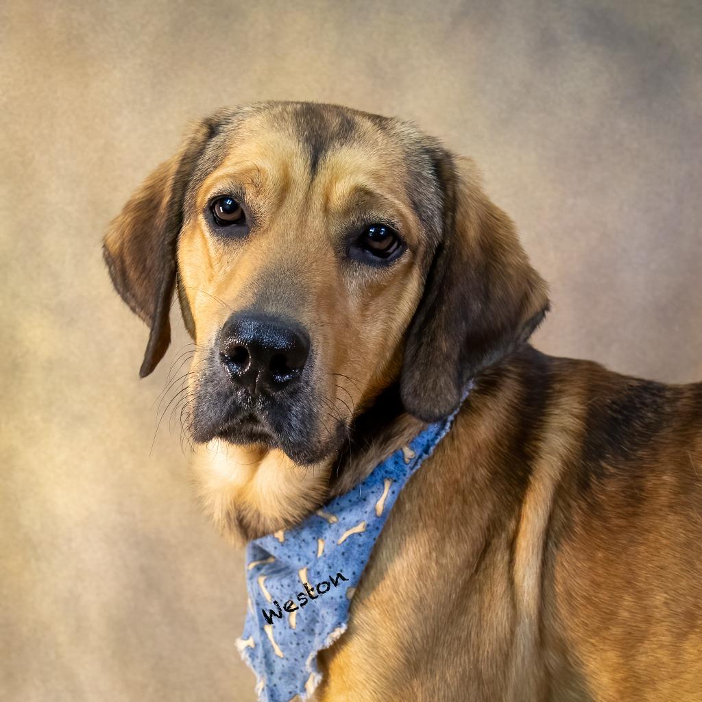 Enlarge Weston, a Adoptable mixed breed in Hot Springs Village, AR image 3/4