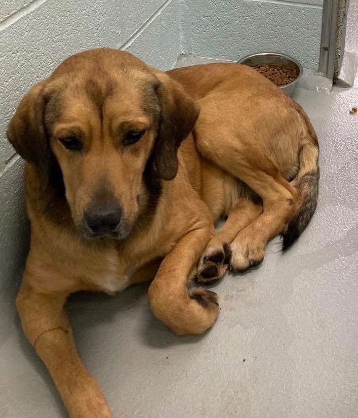 Enlarge Weston, a Adoptable mixed breed in Hot Springs Village, AR image 4/4