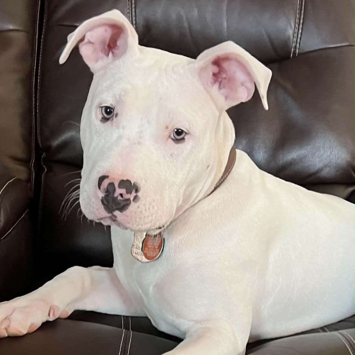 Enlarge Ovie, a ADOPTABLE American Bulldog in Sunderland, MD image 1/4