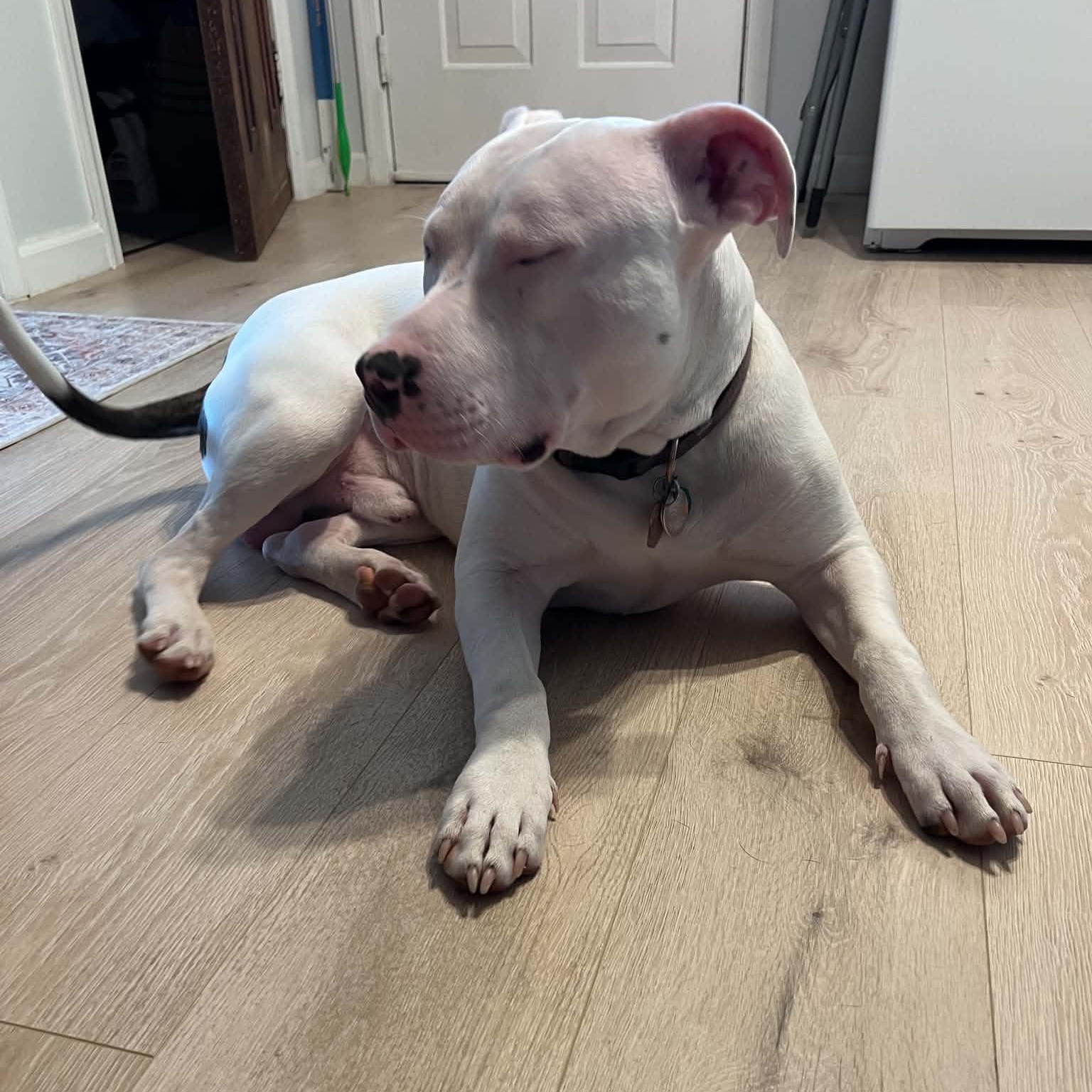 Enlarge Ovie, a ADOPTABLE American Bulldog in Sunderland, MD image 4/4
