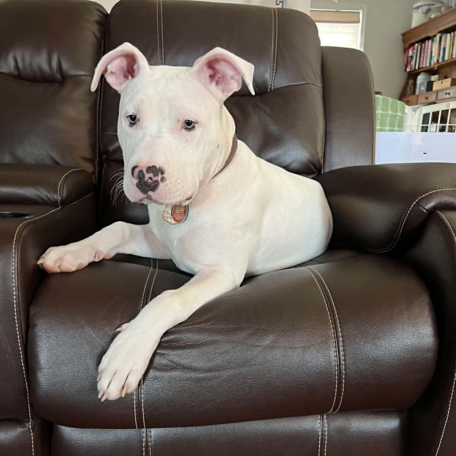 Enlarge Ovie, a ADOPTABLE American Bulldog in Sunderland, MD image 2/4