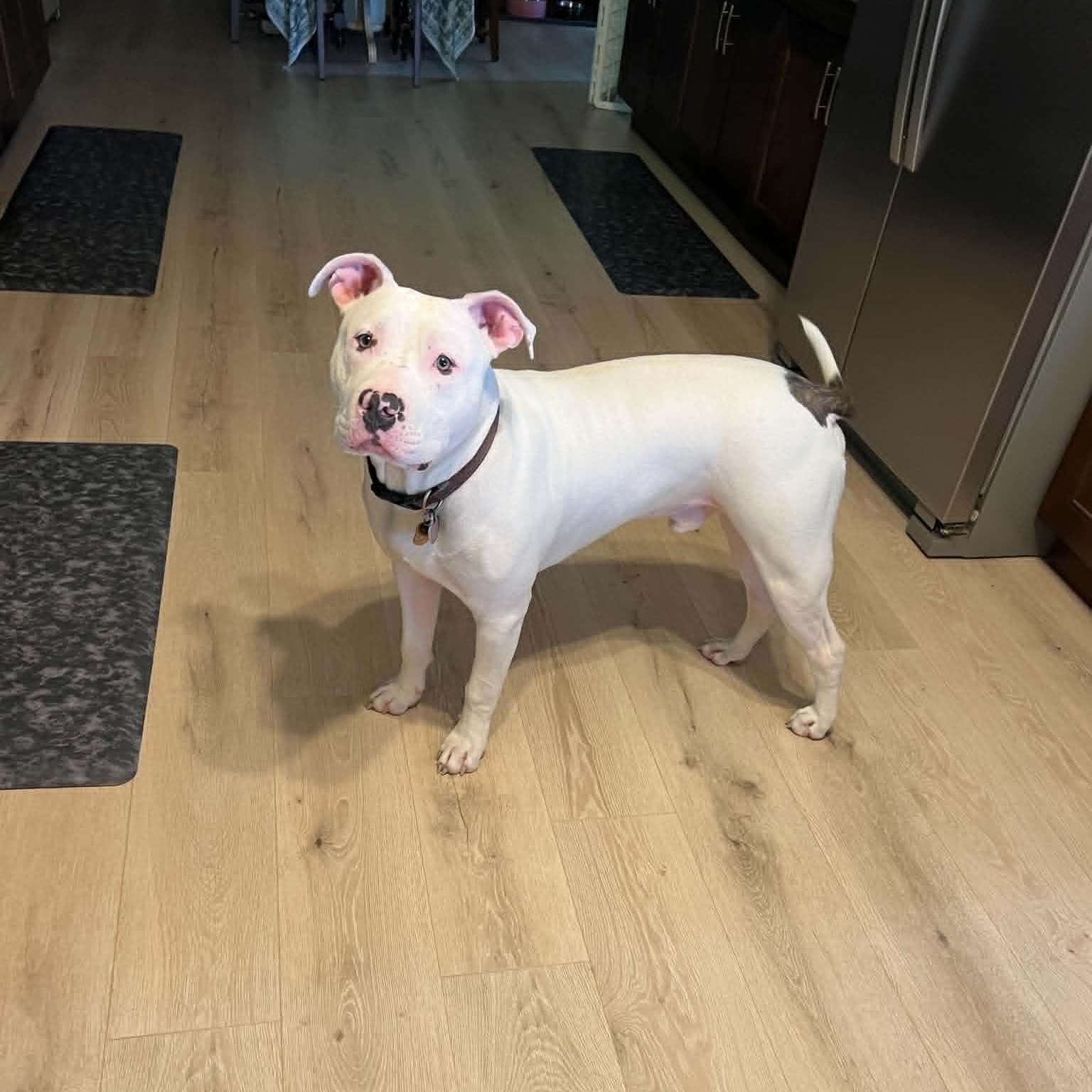 Enlarge Ovie, a ADOPTABLE American Bulldog in Sunderland, MD image 3/4
