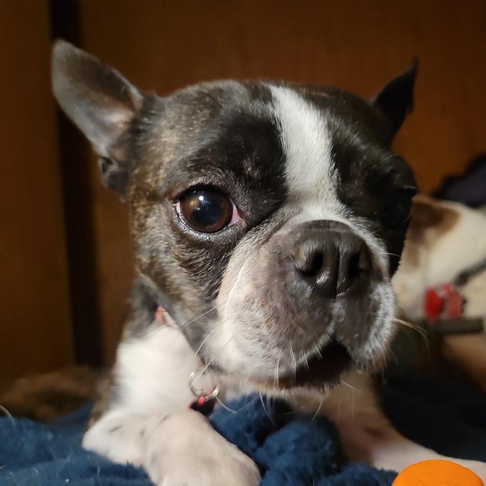 Minnie, Adoptable, Adult Female Boston Terrier.