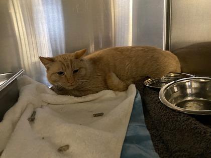 Grumpy (working cat), Adoptable, Adult Male Domestic Medium Hair & Domestic Short Hair.