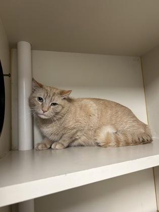 Grumpy (working cat), Adoptable, Adult Male Domestic Medium Hair & Domestic Short Hair.