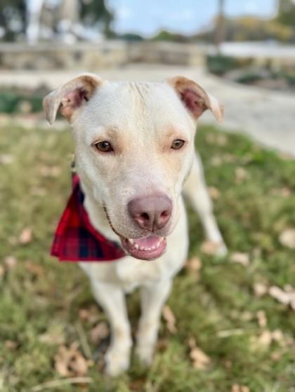 Enlarge John Adams, a Adoptable Mixed Breed in Fort Worth, TX image 1/3