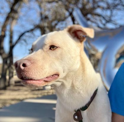 John Adams, Adoptable, Adult Male Mixed Breed & Mixed Breed.