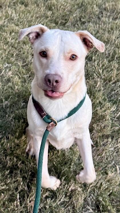 Enlarge John Adams, a Adoptable Mixed Breed in Fort Worth, TX image 3/3