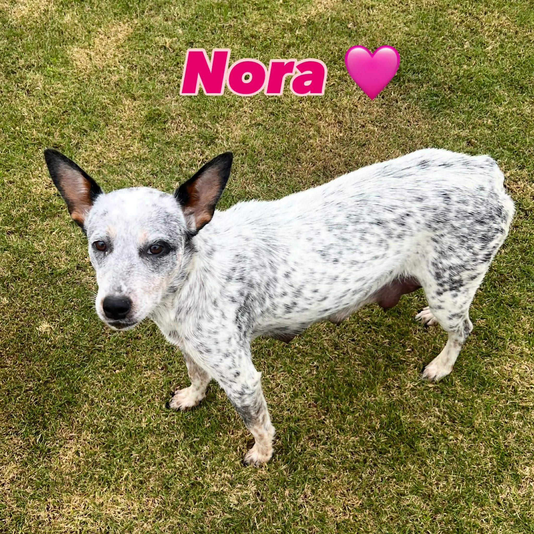 Enlarge Nora, a ADOPTABLE Australian Cattle Dog / Blue Heeler in Agua Dulce, CA image 1/1