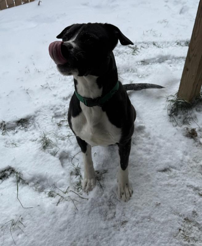 Felix, a ADOPTABLE mixed breed in Tiffin, OH image 4/6