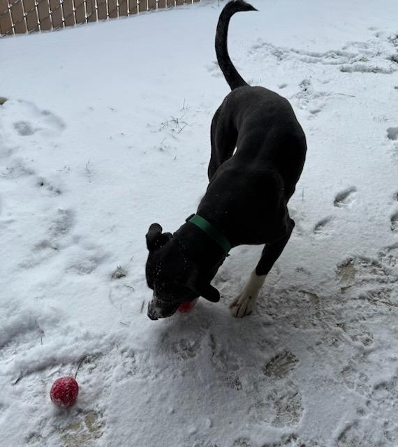 Felix, a ADOPTABLE mixed breed in Tiffin, OH image 6/6