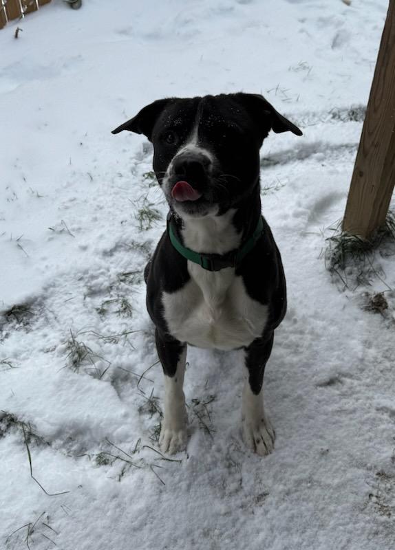 Felix, a ADOPTABLE mixed breed in Tiffin, OH image 5/6