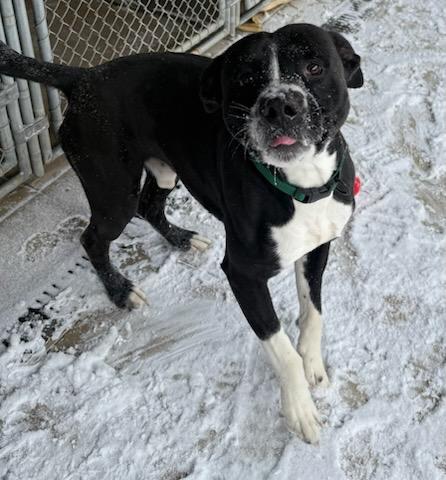 Felix, a ADOPTABLE mixed breed in Tiffin, OH image 2/6