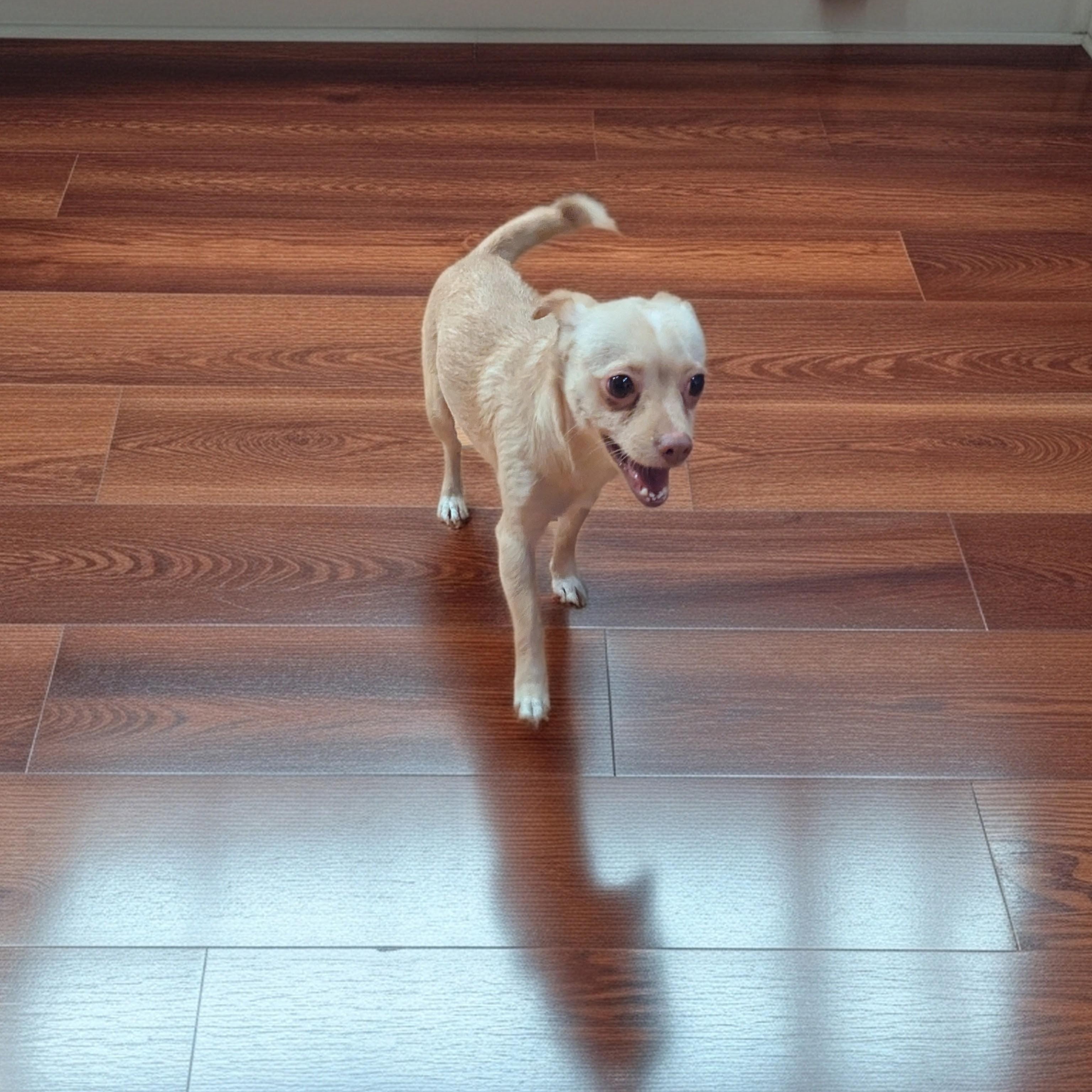 Milo, a ADOPTABLE Chihuahua in Moosup, CT image 1/3