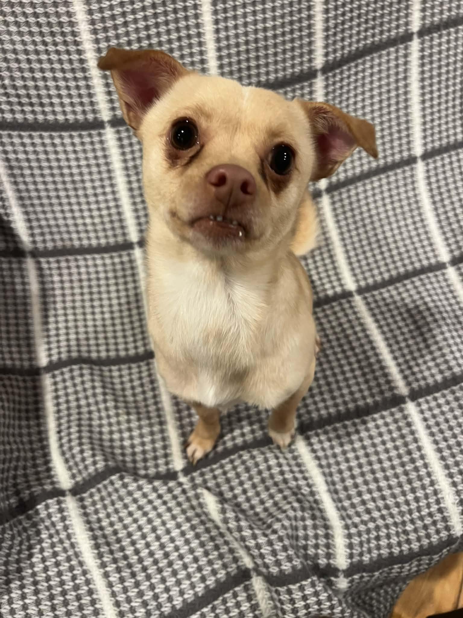 Enlarge Milo, an adopted Chihuahua in Moosup, CT image 1/6