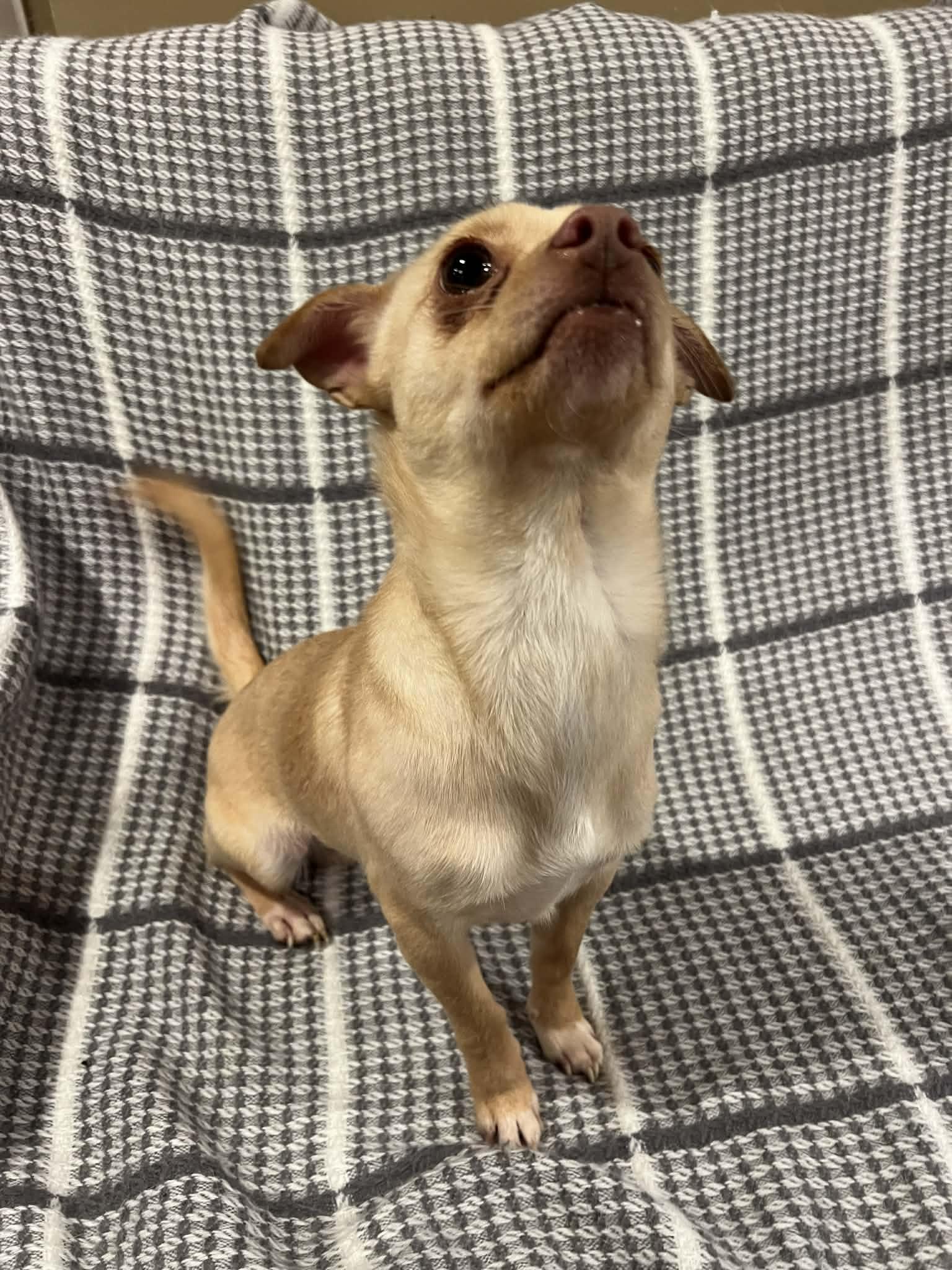 Enlarge Milo, an adopted Chihuahua in Moosup, CT image 6/6