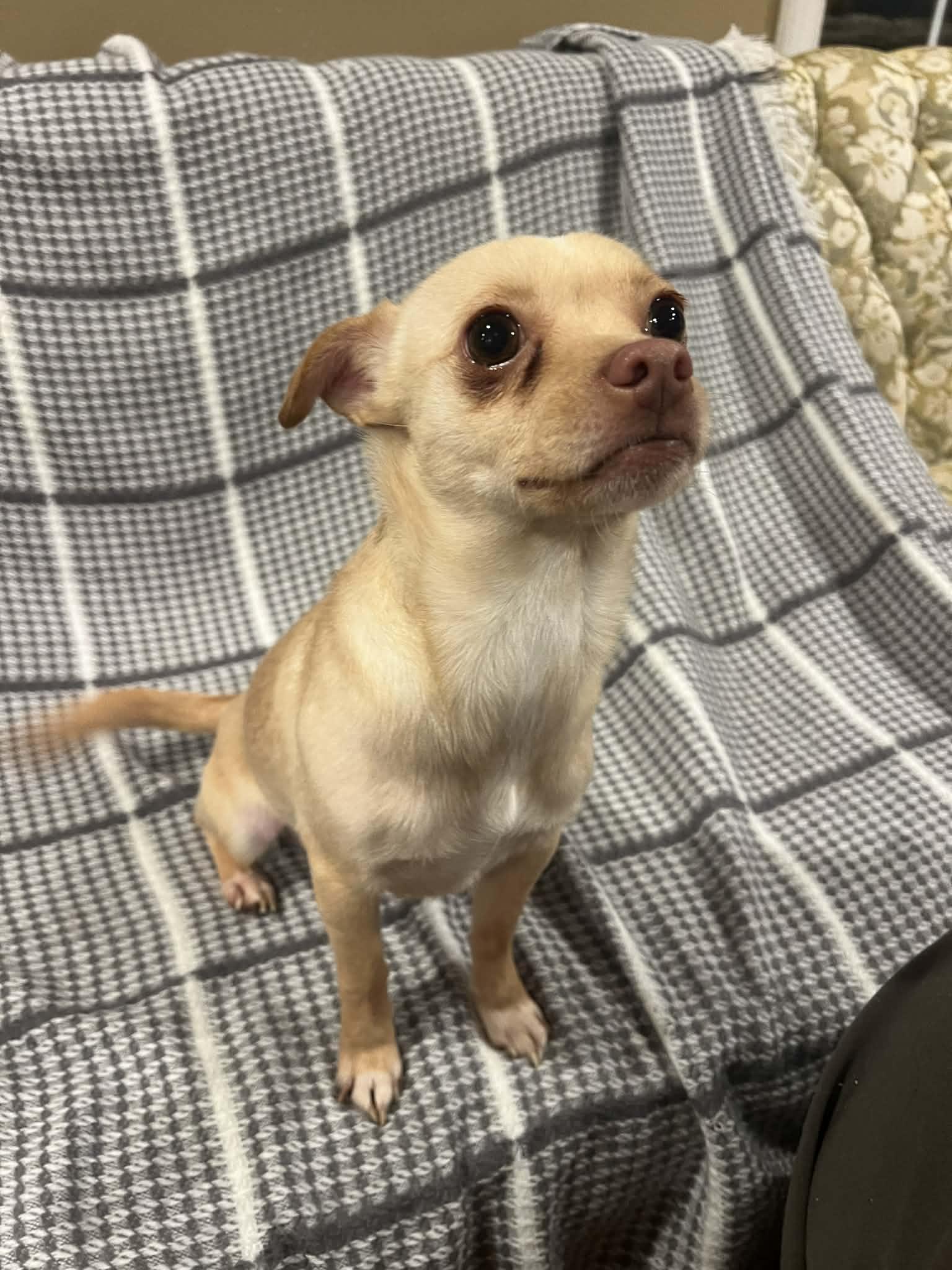 Enlarge Milo, an adopted Chihuahua in Moosup, CT image 3/6