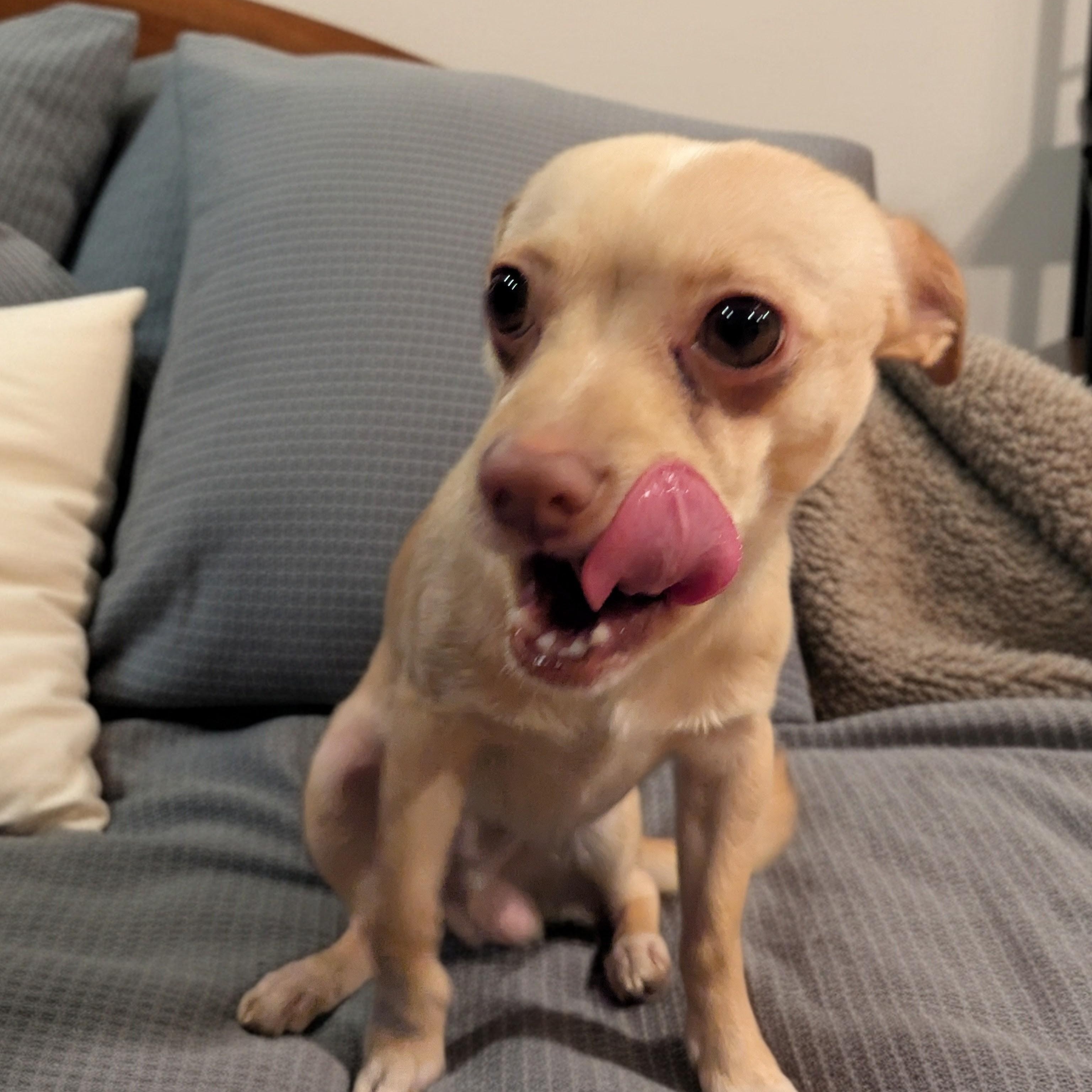 Milo, a ADOPTABLE Chihuahua in Moosup, CT image 2/3