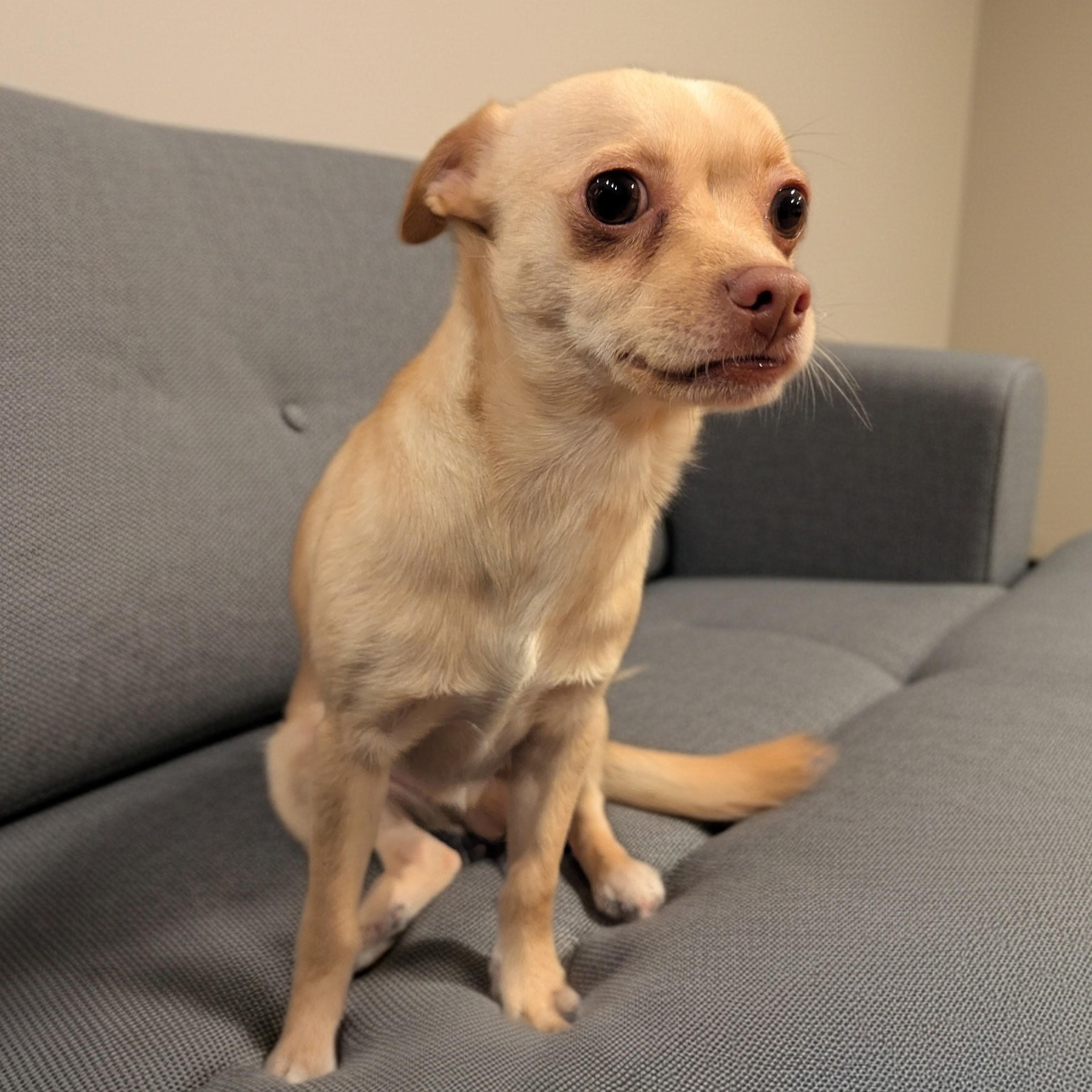 Milo, a ADOPTABLE Chihuahua in Moosup, CT image 3/3