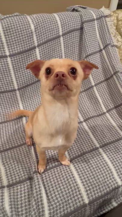 Enlarge Milo, an adopted Chihuahua in Moosup, CT video 2/6